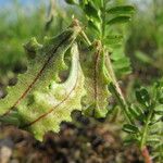 Biserrula pelecinus Fruit