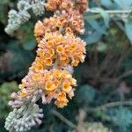 Buddleja globosa फूल