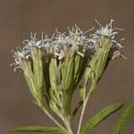 Stevia serrata 花