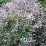 Erica erigena Flor