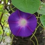 Ipomoea tricolor Blüte