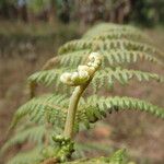 Pteridium capense 葉