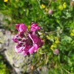 Pedicularis cenisia Flower