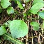 Claytonia sibirica Blatt