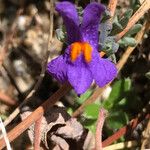 Linaria alpinaFlower