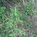 Caryopteris x clandonensis Blad