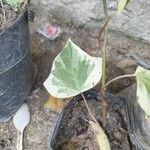 Hedera algeriensisLehti