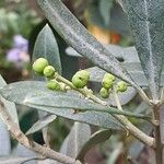 Olea europaea Fruit