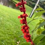 Salvia confertiflora Flower