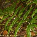 Pteris incompleta Leaf