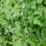 Chaerophyllum aureum 整株植物