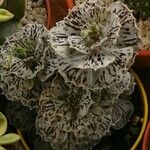 Kalanchoe rhombopilosa Feuille