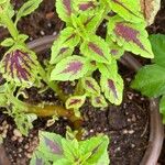 Coleus decurrens GürkeFolha