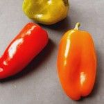 Capsicum annuum 果実