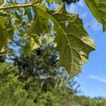 Solanum subinerme Leaf