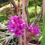 Dendrobium petiolatum