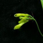 Dactylicapnos scandens Агульны выгляд