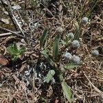 Plantago lagopus 形態