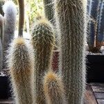 Pilosocereus chrysostele Hábito