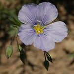 Linum lewisii Flower