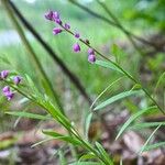 Polygala polygama Flor
