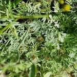 Caucalis platycarpos Likasa