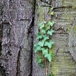 Hedera helix Blad