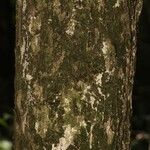 Pouteria ambelaniifolia Écorce