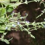 Salvia occidentalis Habit