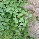 Adiantum capillus-veneris Hoja