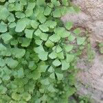 Adiantum capillus-veneris 葉