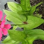 Zinnia peruviana Bark