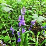 Hyacinthoides non-scriptaFlower