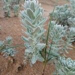 Achillea maritima Лист