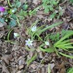Allium pendulinum Λουλούδι