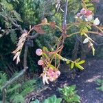 Sorbus vilmorinii Цветок