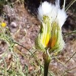 Crepis foetida Froito