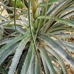 Puya glabrescens Leaf