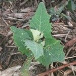 Atriplex micrantha पत्ता