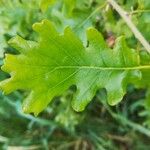 Quercus pubescens Feuille