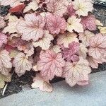 Heuchera americana 葉