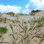 Festuca fasciculata 整株植物