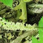 Chamaelirium luteum Fiore