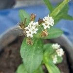 Stevia rebaudianaFlower