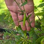 Vicia tetraspermaЛист