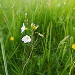 Cardamine pratensisFiore