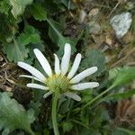 Leucanthemum ircutianum Fleur
