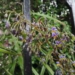 Dianella caerulea Flor