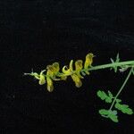 Corydalis cornuta 整株植物