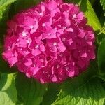 Hydrangea macrophyllaFlower